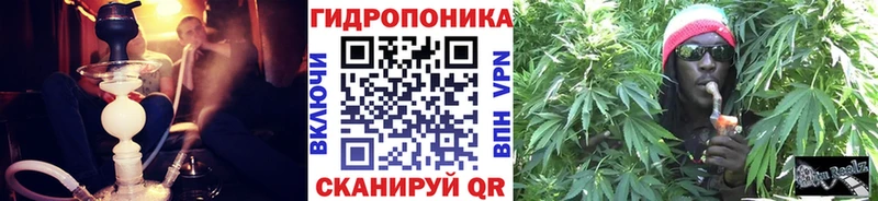 закладка  Арсеньев  Конопля гибрид 